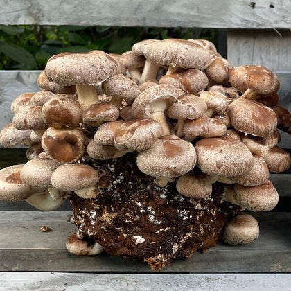 Shiitake Mushroom Grow Kit