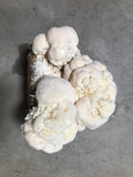 Organic Lion's Mane Mushroom Grow Kit