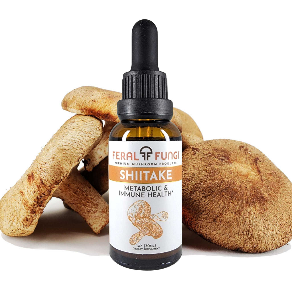 Shiitake (Lentinula edodes) Spagyric Tincture