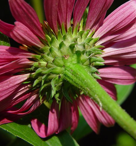 Echinacea Purpurea