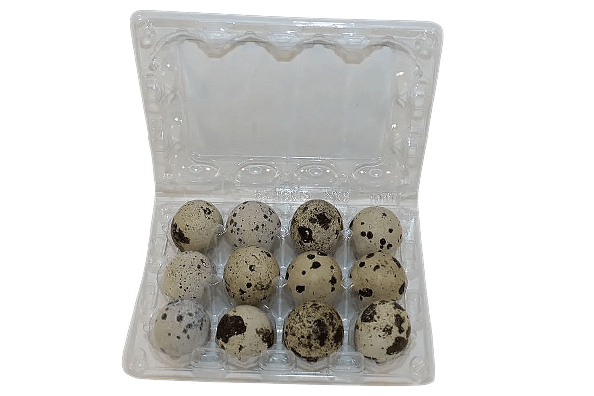 12-cell Extra-Large Jumbo Quail/Pigeon Egg Cartons (3x4)