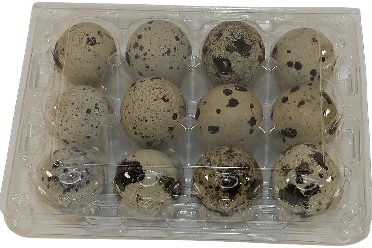12-cell Extra-Large Jumbo Quail/Pigeon Egg Cartons (3x4)