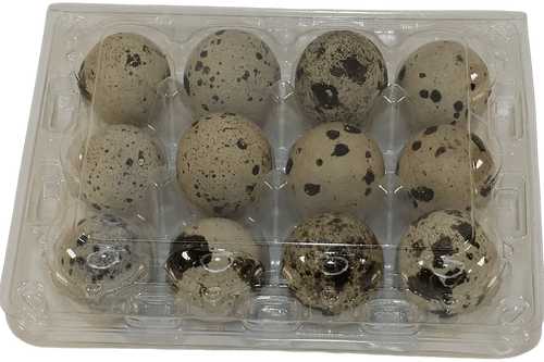 12-cell Extra-Large Jumbo Quail/Pigeon Egg Cartons (3x4)