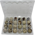 24-cell Extra-Large Jumbo Quail/Pigeon Egg Cartons (4x6)