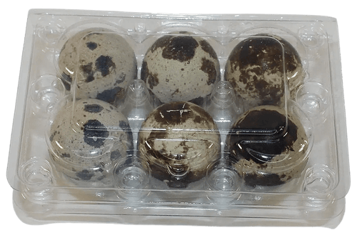 6-cell Jumbo Quail Egg Cartons (2x3)